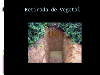 Retirada de Vegetal