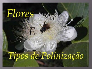 Flores
     E

Tipos de Polinização
 
