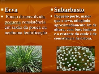   Erva Pouco desenvolvida,  pequena  consistência em razão da pouca ou nenhuma lenhificação   Subarbusto Pequeno porte, maior que a erva, atingindo aproximadamente 1m de altura, com base lenhosa e o restante do caule é de consistência herbácea.  