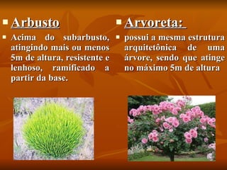 Arbusto Acima do subarbusto, atingindo mais ou menos 5m de altura, resistente e lenhoso, ramificado a partir da base.  Arvoreta:  possui a mesma estrutura arquitetônica de uma árvore, sendo que atinge no máximo 5m de altura  