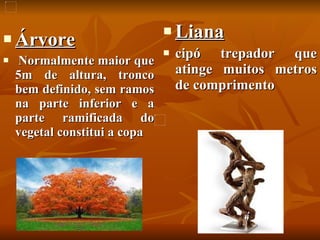 Árvore Normalmente maior que 5m de altura, tronco bem definido, sem ramos na parte inferior e a parte ramificada do vegetal constitui a copa  Liana cipó trepador que atinge muitos metros de comprimento   