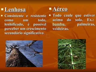 Lenhosa Consistente e resistente como um todo, lenhificado, é possível perceber um crescimento secundário significativo .  Aéreo   Todo caule que estiver acima do solo. Ex.:  bambu , palmeiras, veideiras.  