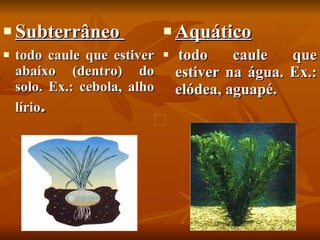 Subterrâneo  todo caule que estiver abaixo (dentro) do solo. Ex.: cebola, alho lírio . Aquático   todo caule que estiver na água. Ex.: elódea, aguapé.  