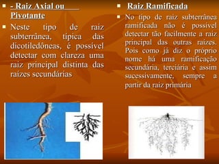- Raiz Axial ou  Pivotante Neste tipo de raiz subterrânea, típica das dicotiledôneas, é possível detectar com clareza uma raiz principal distinta das raízes secundárias    Raiz Ramificada No tipo de raiz subterrânea ramificada não é possível detectar tão facilmente a raiz principal das outras raízes. Pois como já diz o próprio nome há uma ramificação secundária, terciária e assim sucessivamente, sempre a partir da raiz primária   