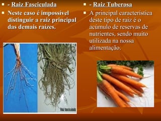 -  Raiz Fasciculada Neste caso é impossível distinguir a raiz principal das demais raízes.  -  Raiz Tuberosa A principal característica deste tipo de raiz é o acúmulo de reservas de nutrientes, sendo muito utilizada na nossa alimentação.  