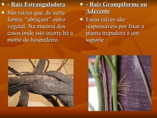 -  Raiz Estranguladora São raízes que, de certa forma, “abraçam” outro vegetal. Na maioria dos casos onde isto ocorre há a morte do hospedeiro.  -  Raiz Grampiforme ou Aderente Essas raízes são responsáveis por fixar a planta trepadora à um suporte  