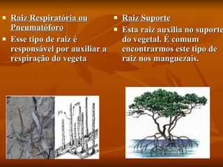 Raiz Respiratória ou Pneumatóforo Esse tipo de raiz é responsável por auxiliar a respiração do vegeta  Raiz Suporte Esta raiz auxilia no suporte do vegetal. É comum encontrarmos este tipo de raiz nos manguezais.  