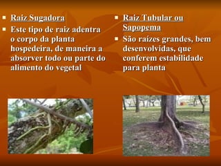 Raiz Sugadora Este tipo de raiz adentra o corpo da planta hospedeira, de maneira a absorver todo ou parte do alimento do vegetal   Raiz Tubular ou Sapopema São raízes grandes, bem desenvolvidas, que conferem estabilidade para planta  