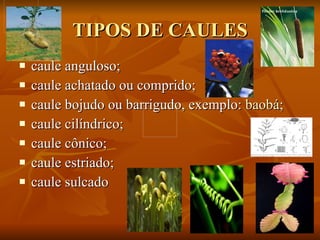 TIPOS DE CAULES caule anguloso; caule achatado ou comprido; caule bojudo ou barrigudo, exemplo:  baobá ; caule cilíndrico; caule cônico; caule estriado; caule sulcado   