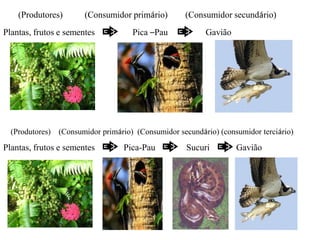 (Produtores)       (Consumidor primário)        (Consumidor secundário)
Plantas, frutos e sementes          Pica –Pau            Gavião




  (Produtores) (Consumidor primário) (Consumidor secundário) (consumidor terciário)

Plantas, frutos e sementes        Pica-Pau          Sucuri        Gavião
 