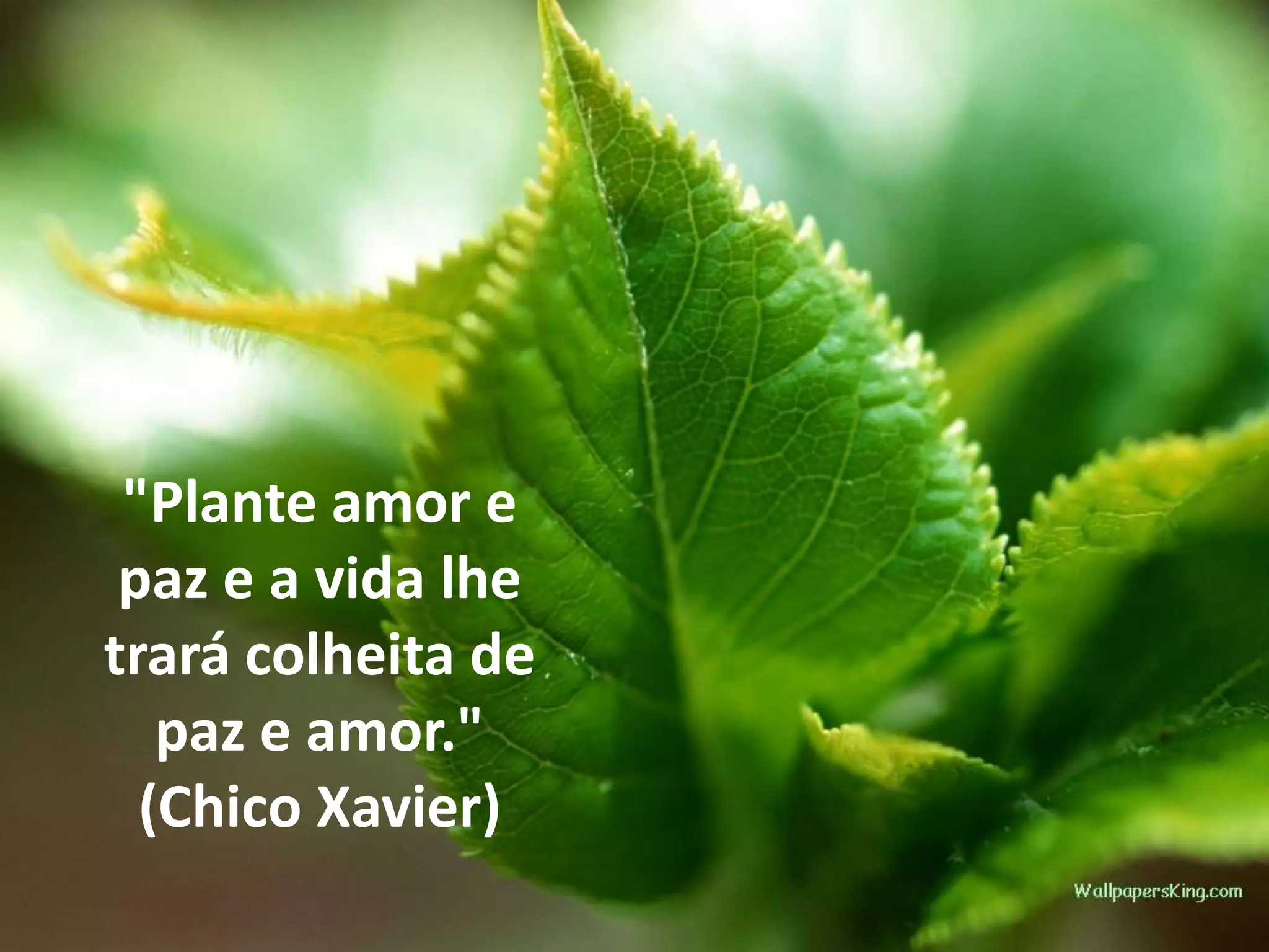 "Plante amor e
paz e a vida lhe
trará colheita de
paz e amor."
(Chico Xavier)