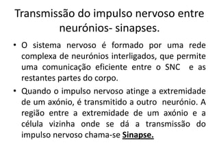 Transmissão do impulso nervoso entre
        neurónios- sinapses.
• O sistema nervoso é formado por uma rede
  complexa de neurónios interligados, que permite
  uma comunicação eficiente entre o SNC e as
  restantes partes do corpo.
• Quando o impulso nervoso atinge a extremidade
  de um axónio, é transmitido a outro neurónio. A
  região entre a extremidade de um axónio e a
  célula vizinha onde se dá a transmissão do
  impulso nervoso chama-se Sinapse.
 
