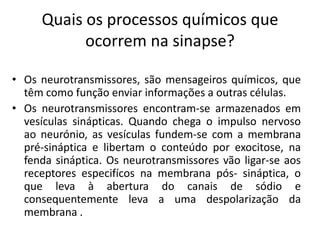 Quais os processos químicos que
           ocorrem na sinapse?

• Os neurotransmissores, são mensageiros químicos, que
  têm como função enviar informações a outras células.
• Os neurotransmissores encontram-se armazenados em
  vesículas sinápticas. Quando chega o impulso nervoso
  ao neurónio, as vesículas fundem-se com a membrana
  pré-sináptica e libertam o conteúdo por exocitose, na
  fenda sináptica. Os neurotransmissores vão ligar-se aos
  receptores especifícos na membrana pós- sináptica, o
  que leva à abertura do canais de sódio e
  consequentemente leva a uma despolarização da
  membrana .
 
