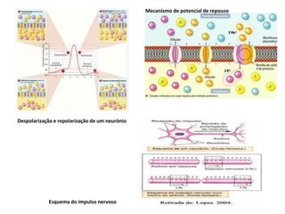 Mecanismo de potencial de repouso




Despolarização e repolarização de um neurónio




            Esquema do impulso nervoso
 