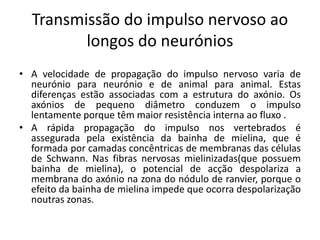Transmissão do impulso nervoso ao
         longos do neurónios
• A velocidade de propagação do impulso nervoso varia de
  neurónio para neurónio e de animal para animal. Estas
  diferenças estão associadas com a estrutura do axónio. Os
  axónios de pequeno diâmetro conduzem o impulso
  lentamente porque têm maior resistência interna ao fluxo .
• A rápida propagação do impulso nos vertebrados é
  assegurada pela existência da bainha de mielina, que é
  formada por camadas concêntricas de membranas das células
  de Schwann. Nas fibras nervosas mielinizadas(que possuem
  bainha de mielina), o potencial de acção despolariza a
  membrana do axónio na zona do nódulo de ranvier, porque o
  efeito da bainha de mielina impede que ocorra despolarização
  noutras zonas.
 