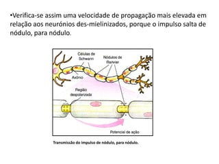 •Verifica-se assim uma velocidade de propagação mais elevada em
relação aos neurónios des-mielinizados, porque o impulso salta de
nódulo, para nódulo.




              Transmissão do impulso de nódulo, para nódulo.
 