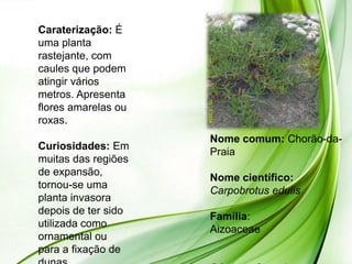 Caraterização: É
uma planta
rastejante, com
caules que podem
atingir vários
metros. Apresenta
flores amarelas ou
roxas.
                     Nome comum: Chorão-da-
Curiosidades: Em
                     Praia
muitas das regiões
de expansão,
                     Nome científico:
tornou-se uma
                     Carpobrotus edulis
planta invasora
depois de ter sido
                     Família:
utilizada como
                     Aizoaceae
ornamental ou
para a fixação de
 