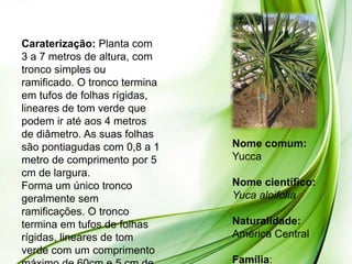 Caraterização: Planta com
3 a 7 metros de altura, com
tronco simples ou
ramificado. O tronco termina
em tufos de folhas rígidas,
lineares de tom verde que
podem ir até aos 4 metros
de diâmetro. As suas folhas
são pontiagudas com 0,8 a 1    Nome comum:
metro de comprimento por 5     Yucca
cm de largura.
Forma um único tronco          Nome científico:
geralmente sem                 Yuca aloifolia
ramificações. O tronco
termina em tufos de folhas     Naturalidade:
rígidas, lineares de tom       América Central
verde com um comprimento
                               Família:
 