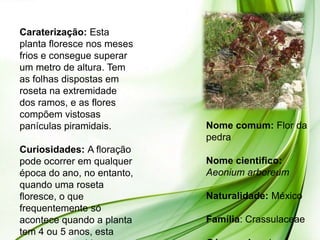 Caraterização: Esta
planta floresce nos meses
frios e consegue superar
um metro de altura. Tem
as folhas dispostas em
roseta na extremidade
dos ramos, e as flores
compõem vistosas
panículas piramidais.       Nome comum: Flor da
                            pedra
Curiosidades: A floração
pode ocorrer em qualquer    Nome cientifico:
época do ano, no entanto,   Aeonium arboreum
quando uma roseta
floresce, o que             Naturalidade: México
frequentemente só
acontece quando a planta    Família: Crassulaceae
tem 4 ou 5 anos, esta
 