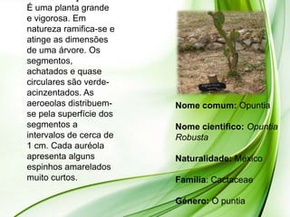 É uma planta grande
e vigorosa. Em
natureza ramifica-se e
atinge as dimensões
de uma árvore. Os
segmentos,
achatados e quase
circulares são verde-
acinzentados. As
aeroeolas distribuem-    Nome comum: Opuntia
se pela superfície dos
segmentos a              Nome cientifico: Opuntia
intervalos de cerca de   Robusta
1 cm. Cada auréola
apresenta alguns         Naturalidade: México
espinhos amarelados
muito curtos.            Família: Cactaceae

                         Género: O puntia
 
