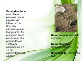 Caraterização: é
uma planta
pequena que se
espalha. As
folhas de 1 a
3cm são
carnudas,quase
triangulares. As
pequenas flores    Nome comum: Crassula
cor-de-rosa são    rupestris
produzidas no
verão em           Nome científico:
corimbos de 6 a    Crassula rupestris
10 na
extremidade dos    Naturalidade: Hemisfério
caules.            Sul
 