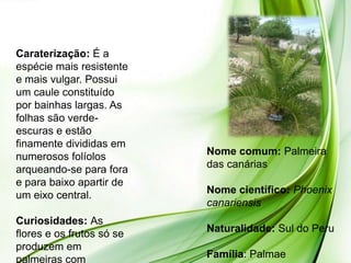 Caraterização: É a
espécie mais resistente
e mais vulgar. Possui
um caule constituído
por bainhas largas. As
folhas são verde-
escuras e estão
finamente divididas em
numerosos folíolos         Nome comum: Palmeira
arqueando-se para fora     das canárias
e para baixo apartir de
um eixo central.           Nome científico: Phoenix
                           canariensis
Curiosidades: As
flores e os frutos só se   Naturalidade: Sul do Peru
produzem em
palmeiras com              Família: Palmae
 