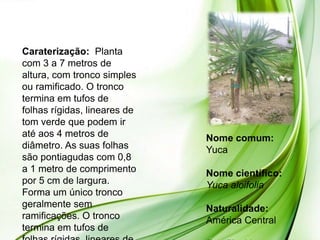 Caraterização: Planta
com 3 a 7 metros de
altura, com tronco simples
ou ramificado. O tronco
termina em tufos de
folhas rígidas, lineares de
tom verde que podem ir
até aos 4 metros de           Nome comum:
diâmetro. As suas folhas      Yuca
são pontiagudas com 0,8
a 1 metro de comprimento      Nome científico:
por 5 cm de largura.          Yuca aloifolia
Forma um único tronco
geralmente sem                Naturalidade:
ramificações. O tronco        América Central
termina em tufos de
 
