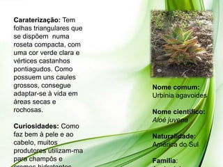 Caraterização: Tem
folhas triangulares que
se dispõem numa
roseta compacta, com
uma cor verde clara e
vértices castanhos
pontiagudos. Como
possuem uns caules
grossos, consegue         Nome comum:
adaptar-se à vida em      Urbinia agavoides
áreas secas e
rochosas.                 Nome cientifico:
                          Aloé juvena
Curiosidades: Como
faz bem à pele e ao       Naturalidade:
cabelo, muitos            América do Sul
produtores utilizam-ma
para champôs e            Família:
 