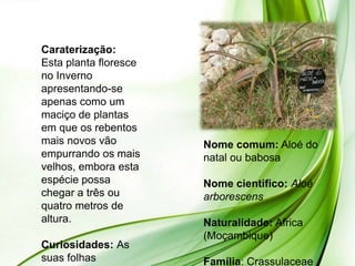 Caraterização:
Esta planta floresce
no Inverno
apresentando-se
apenas como um
maciço de plantas
em que os rebentos
mais novos vão         Nome comum: Aloé do
empurrando os mais     natal ou babosa
velhos, embora esta
espécie possa          Nome cientifico: Aloé
chegar a três ou       arborescens
quatro metros de
altura.                Naturalidade: Africa
                       (Moçambique)
Curiosidades: As
suas folhas            Família: Crassulaceae
 