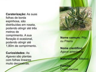 Caraterização: As suas
folhas de borda
espinhosa, são
distribuídas em roseta,
podendo atingir até três
metros de
comprimento. A sua
floração é ocasional,      Nome comum: Pita
podendo atingir até        ou Piteira
1,80m de comprimento.
                           Nome cientifico:
Curiosidades: As           Agave americana
Agaves são plantas
com folhas lineares        Naturaldade: México
muito decorativas.
                           Família:
                           Crassulaceae
 