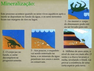 Mineralização:
Este processo acontece quando os seres vivos aquáticos após a
morte se depositam no fundo da água, o os seres terrestres
ficam nas margens de rios ou lagos.
                                                             1 - Ao morrer o corpo
                                                            do dinossauro pode cair
                                                            ou ser levado para um
                                                            rio.




                            3 - Aos poucos, o esqueleto    4 - Milhões de anos atrás, o
 2 - O corpo jaz no
                            vai sendo enterrado na        nível do mar era mais alto. O
 fundo, a carne
                            lama, e os minerais da água   vento e a chuva lavaram a
 decompõem-se
                            penetram nos ossos e assim    rocha, revelando o fóssil, vai
 progressivamente.
                            os conservam.                 provar a existência de uma
                                                          certa espécie pela terra. 9
 