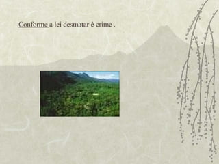 Conforme  a lei desmatar é crime . 