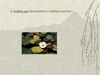 A  medida que  desmatamos os animais morrem . 