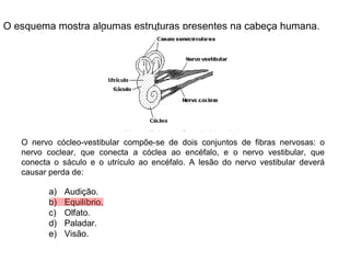 O esquema mostra algumas estruturas presentes na cabeça humana. O nervo cócleo-vestibular compõe-se de dois conjuntos de fibras nervosas: o nervo coclear, que conecta a cóclea ao encéfalo, e o nervo vestibular, que conecta o sáculo e o utrículo ao encéfalo. A lesão do nervo vestibular deverá causar perda de: Audição. Equilíbrio. Olfato. Paladar. Visão. 