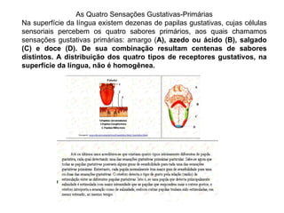 As Quatro Sensações Gustativas-Primárias Na superfície da língua existem dezenas de papilas gustativas, cujas células sensoriais percebem os quatro sabores primários, aos quais chamamos sensações gustativas primárias: amargo ( A), azedo ou ácido (B), salgado (C) e doce (D). De sua combinação resultam centenas de sabores distintos. A distribuição dos quatro tipos de receptores gustativos, na superfície da língua, não é homogênea. 