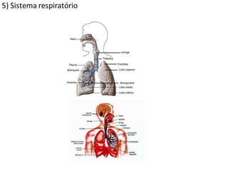Trabalho Ciências Corpo Humano