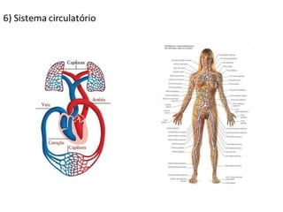 Trabalho Ciências Corpo Humano