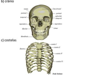 Trabalho Ciências Corpo Humano