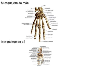 Trabalho Ciências Corpo Humano