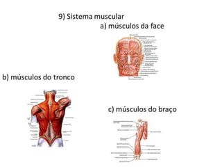 Trabalho Ciências Corpo Humano