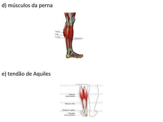 Trabalho Ciências Corpo Humano