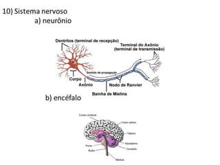 Trabalho Ciências Corpo Humano