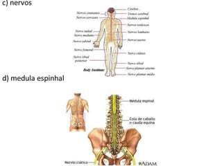 Trabalho Ciências Corpo Humano