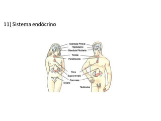 Trabalho Ciências Corpo Humano
