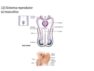 Trabalho Ciências Corpo Humano