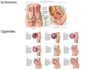 Trabalho Ciências Corpo Humano