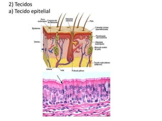 Trabalho Ciências Corpo Humano