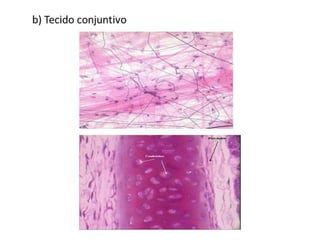 Trabalho Ciências Corpo Humano