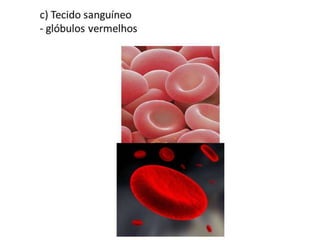 Trabalho Ciências Corpo Humano