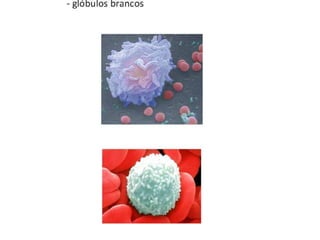 Trabalho Ciências Corpo Humano